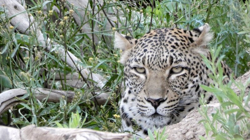 acs.jpg - Das ist wieder der erste Leopard (vermutl. schwangere Leopardin) am Nachmittag