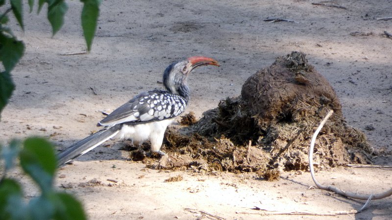 adi.jpg - Rotschnabel Toko - Red billed hornbill