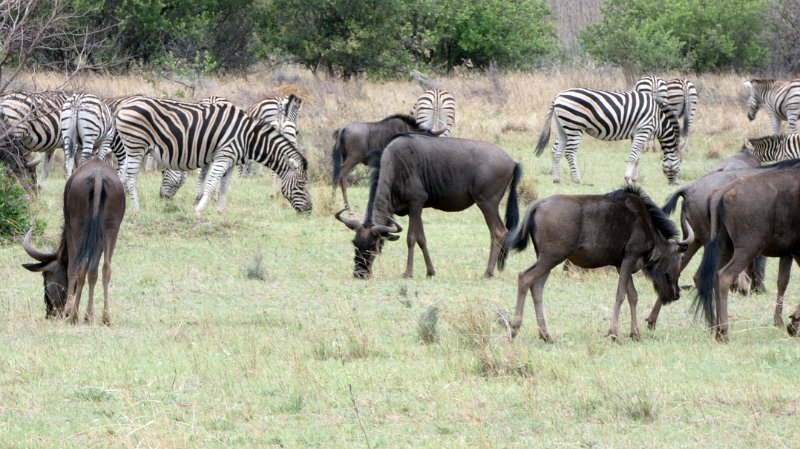 ads.jpg - Zebras und Gnus