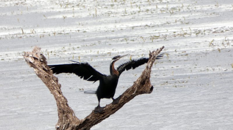 adt.jpg - Schlangenhalsvogel