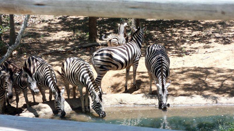 adx.jpg - Zebras am Honeyguide Wasserloch