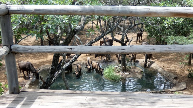 ady.jpg - Gnus und Kuhantilopen (red wildebeest)