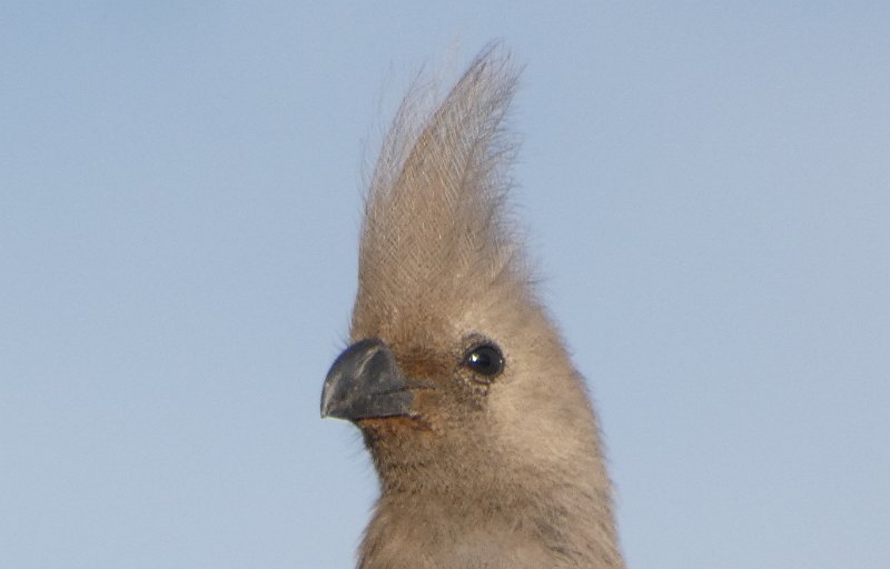 aek.jpg - Graulärmvogel - Grey goaway bird