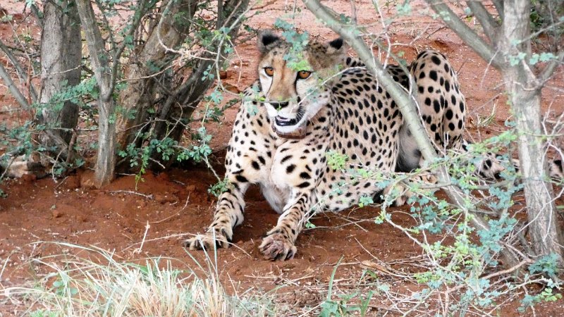 aet.jpg - Cheetah