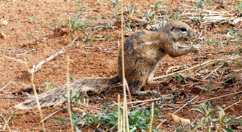 afc.jpg - Ground-Squirrel - Erdhörnchen