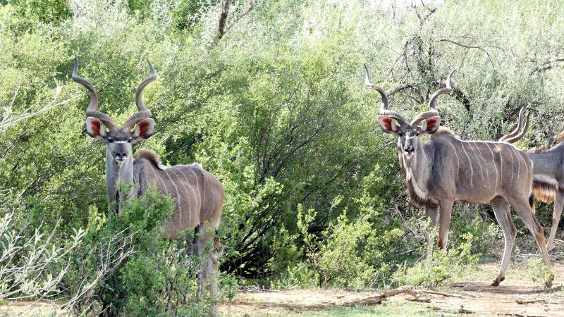 afe.jpg - Kudu-Männchen