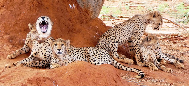 afh.jpg - Cheetah-Mama mit fünf (!) Kindern