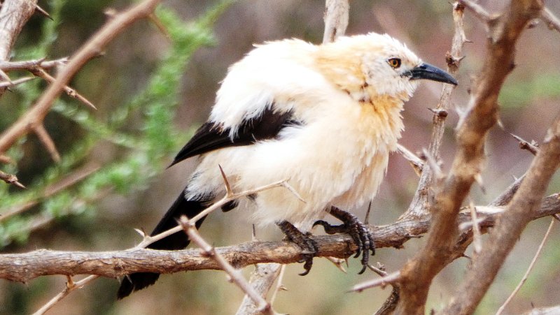 agc.jpg - Elsterdrossling - Southern Pied Babbler