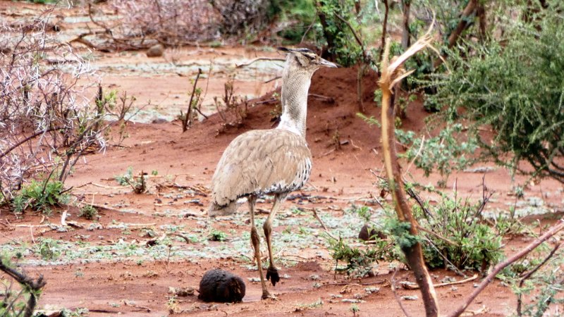 age.jpg - Kori Bustard - Riesentrappe