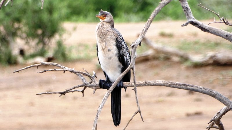 agf.jpg - Long-tailed Cormorant - Langschwanzkormoran