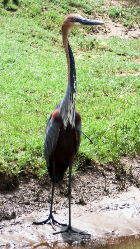 agg.jpg - Goliath Heron - Goliath Reiher