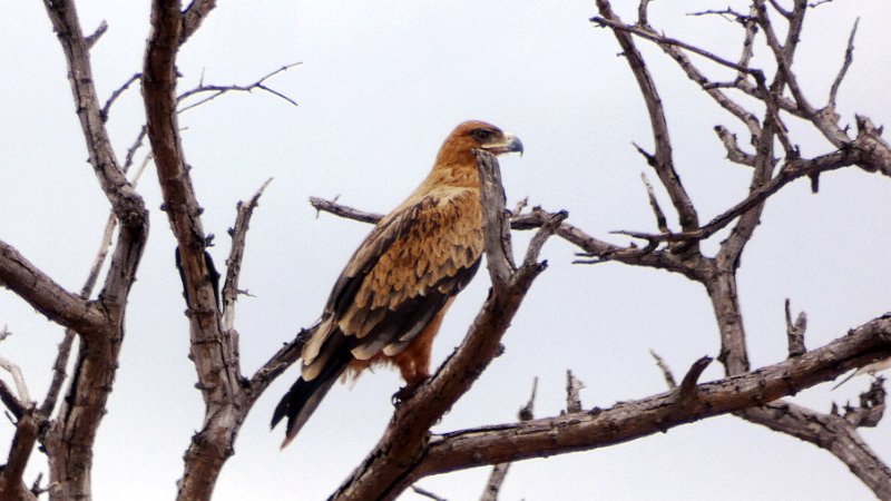agm.jpg - Yellow-billed kite