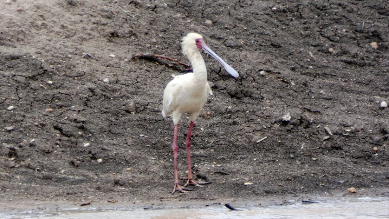 agn.jpg - Rotgesichtlöffler - Spoonbill