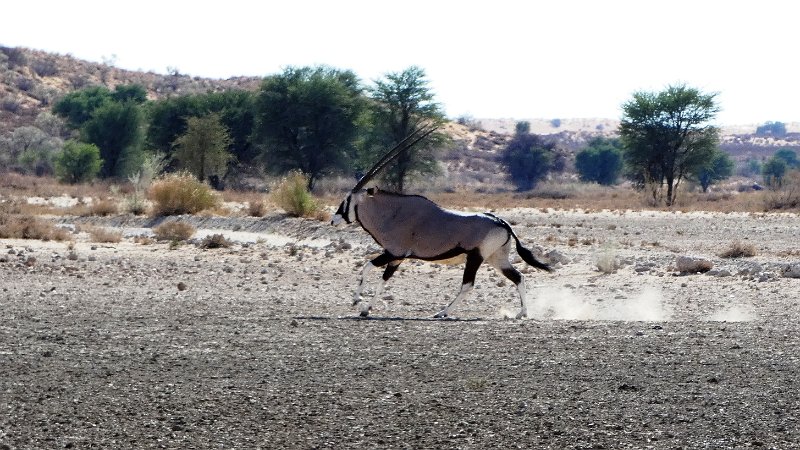 ahf.jpg - Oryx im Kgalagadi Transfrontier Park
