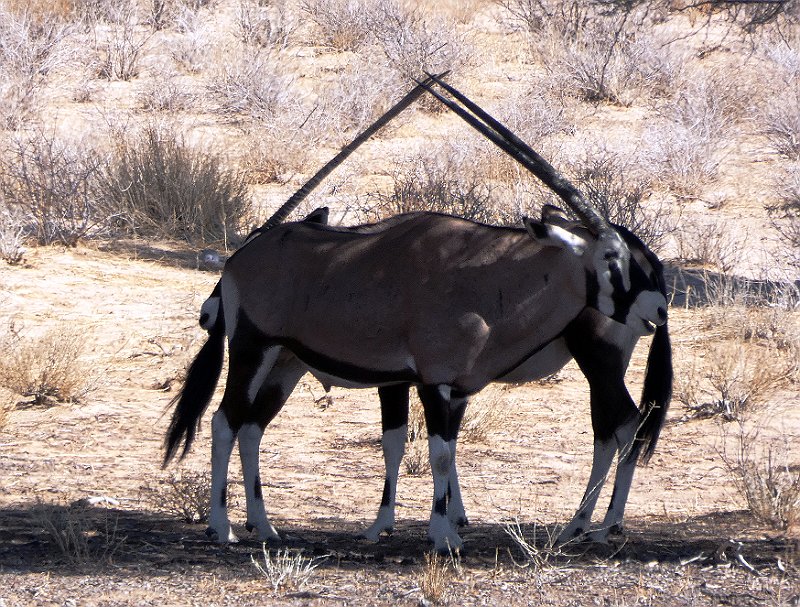 ahj.jpg - Oryx
