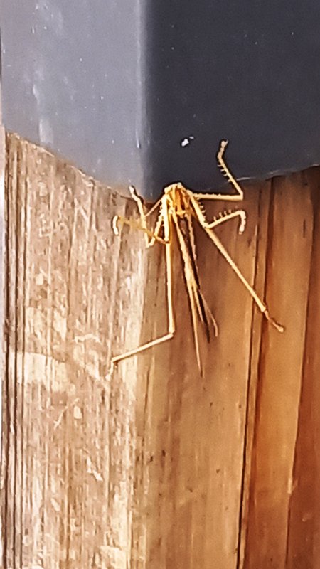 ahv.jpg - Kescherspinne