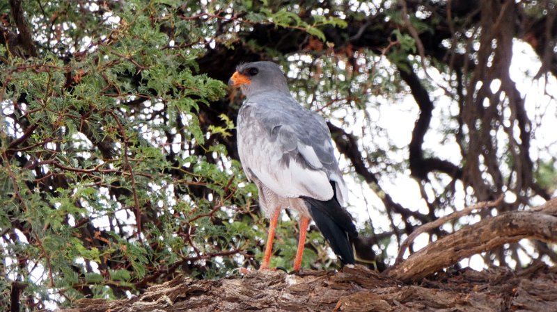 aih.jpg - Gabarhabicht - Gabar Gorshawk