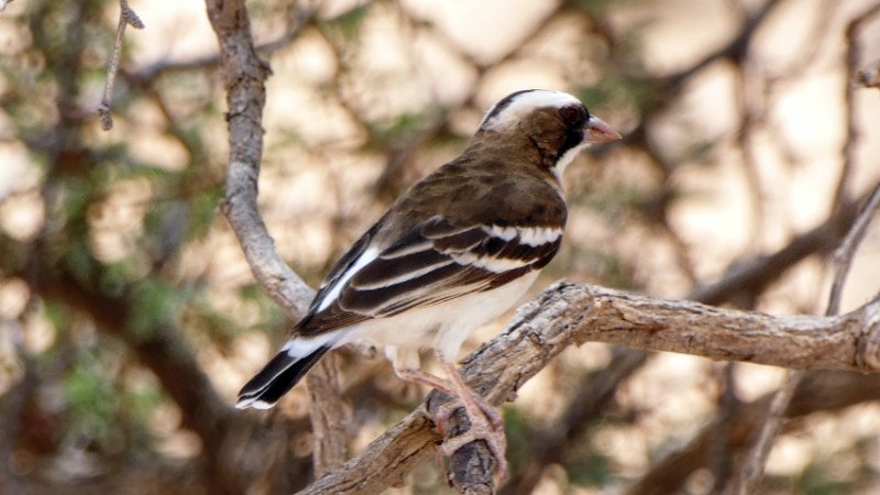 aii.jpg - Weißbrauenweber - White-browed sparrow-weaver