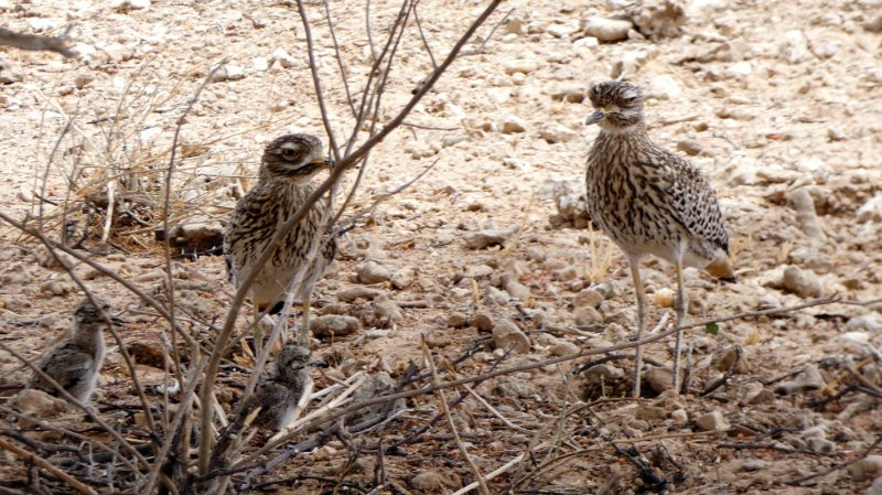 aij.jpg - Sandgrouse
