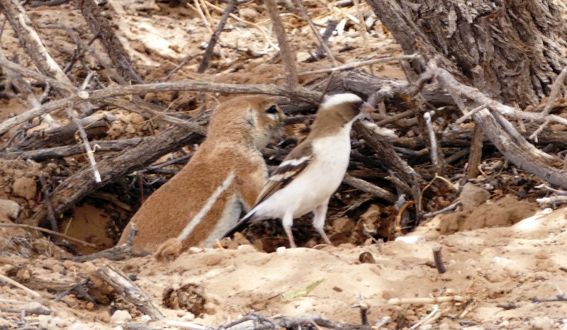aik.jpg - Erdhörnchen und Freund