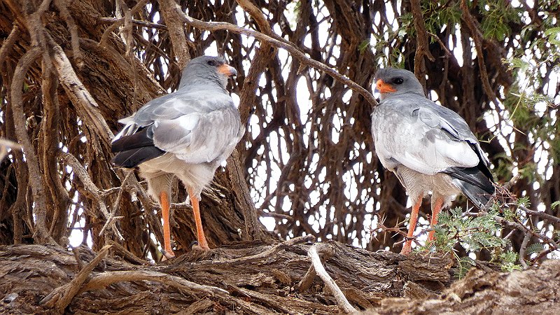 aim.jpg - Singhabichte - Eastern chanting goshawk
