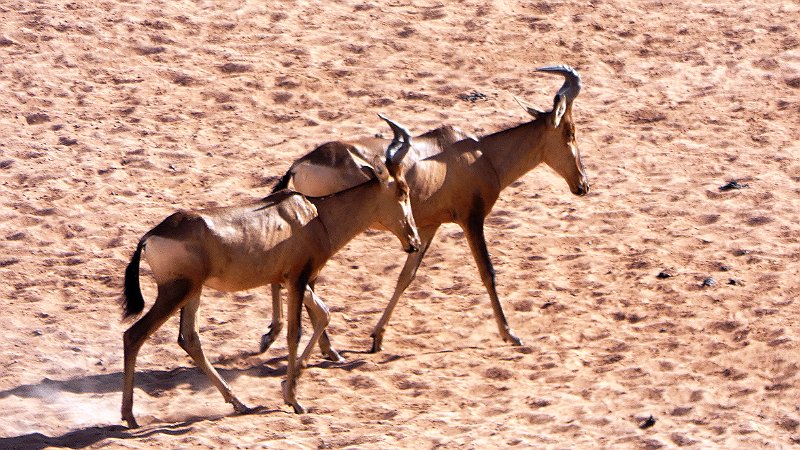 ais.jpg - Kuhantilopen - Red Wildebeest