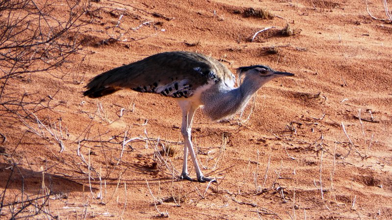 ajf.jpg - Kori Bustard - Riesentrappe