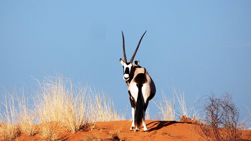 ajm.jpg - Oryx