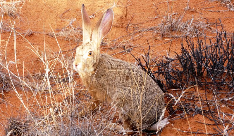 ajn.jpg - Groundhare - Hase