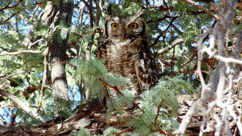 akd.jpg - Fleckenuhu - Spotted Owl