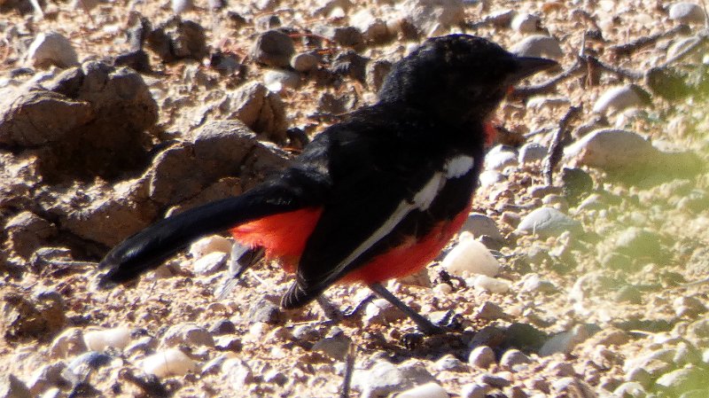 akf.jpg - Rotbauchwürger - Crimson-breasted shrike