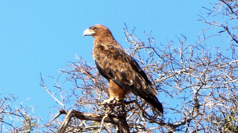 akj.jpg - Steinadler - Tawny Eagle