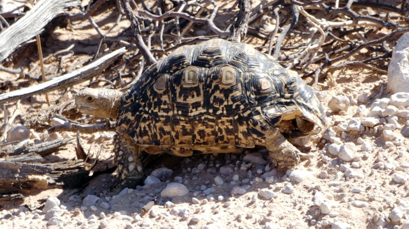 akk.jpg - Leopard Turtle