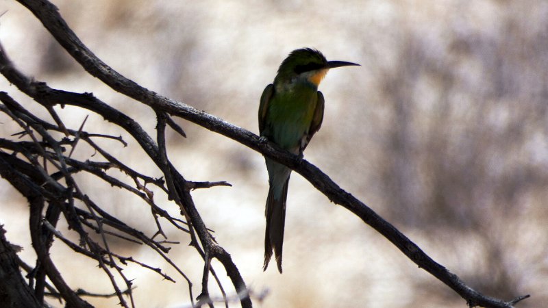 akt.jpg - Bee-Eater