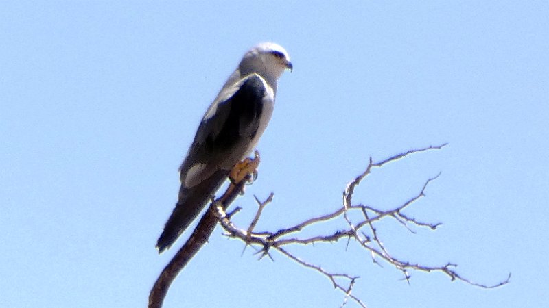 aku.jpg - Black-shouldered Kite - Weißschwanzaar