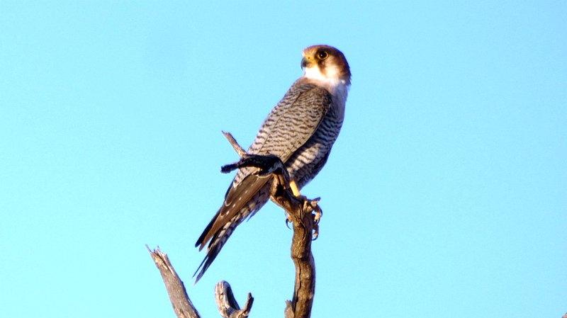ala.jpg - Wanderfalke - Peregrine Falcon