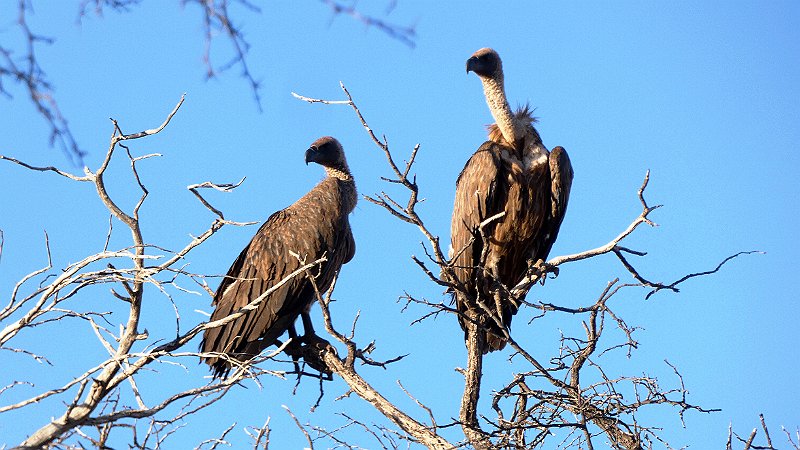 alu.jpg - Aasgeier - Vultures