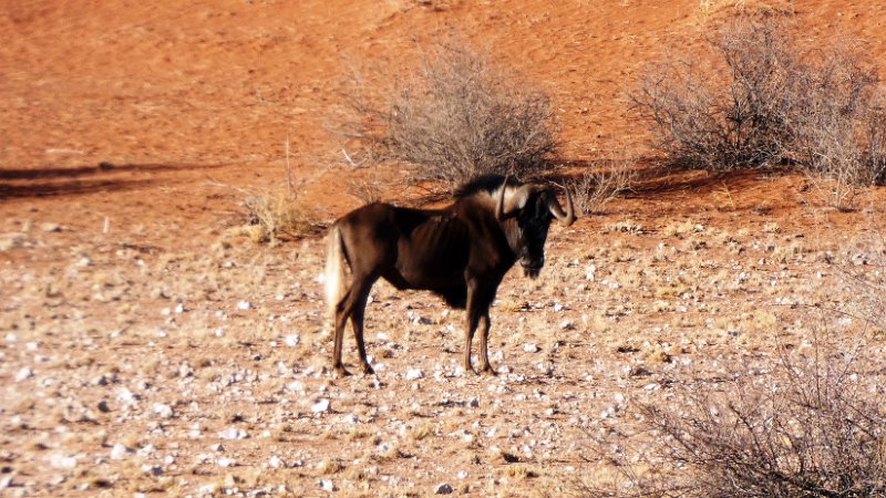 amk.jpg - Black Wildebeest