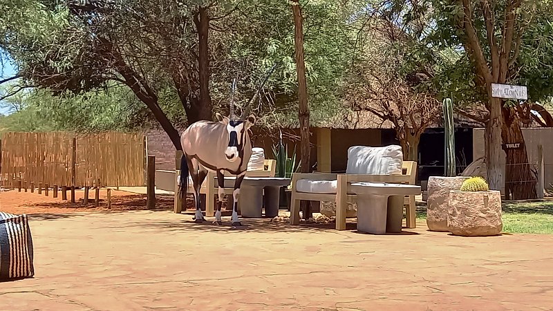 amt.jpg - Oryx zu Besuch