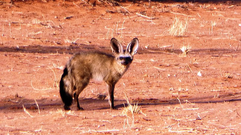 ano.jpg - Löffelhund - Bat eared fox