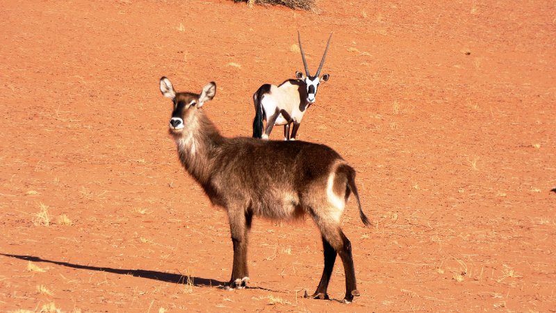 ans.jpg - Wasserbock und Oryx