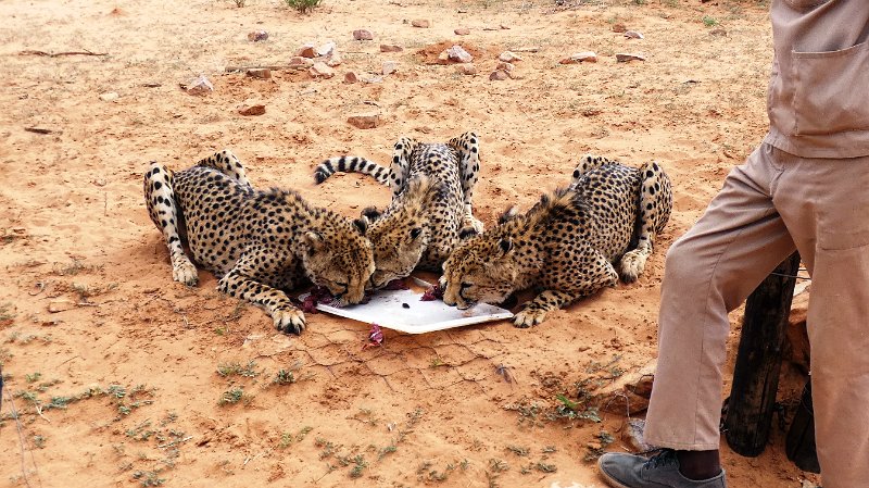 aoh.jpg - Nochmal Cheetah Fütterung