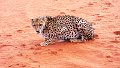 anf
