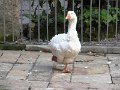 DSC00362
