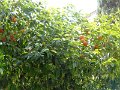 DSC00439