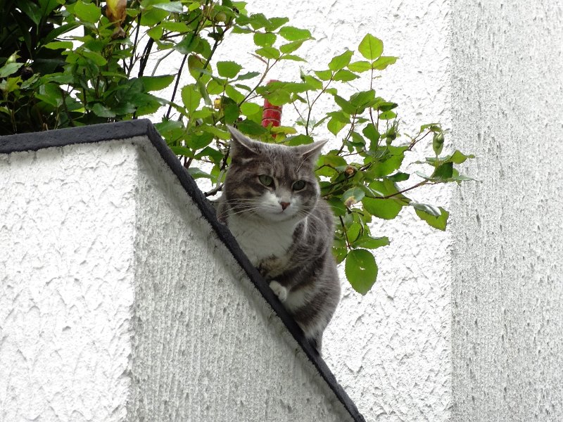 DSC06832.JPG - Pariser Katze am Weg