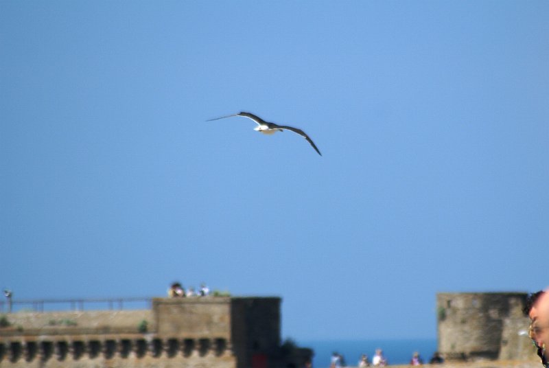 DSC08772.JPG