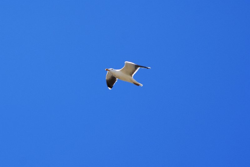 DSC08780.JPG