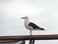 DSC07023