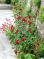 DSC07034
